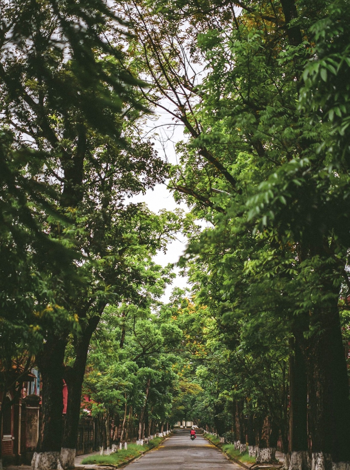 Theo cảm nhận của Trường, mùa nào Huế cũng đẹp trầm tư và luôn có những không gian yên bình. Ví như cung đường Nguyễn Trường Tộ, phường Vĩnh Ninh rợp sắc hoa điệp vàng vào một ngày hè tháng 5. Mùa hoa điệp vàng Huế rơi vào tháng 5-7, những cánh hoa bay trong gió và đáp xuống lòng đường, vỉa hè tạo nên những thềm hoa mơ màng.